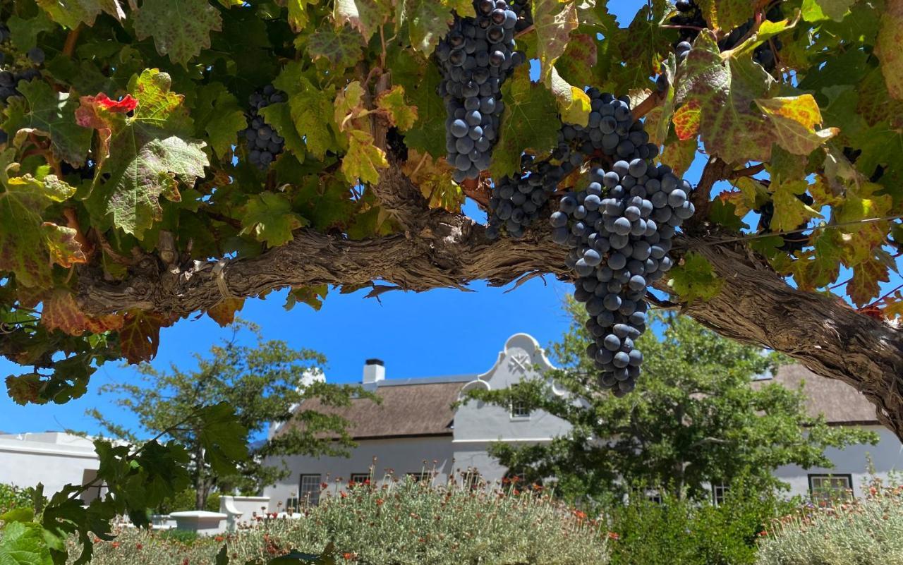 The Vineyard Cottage By L' Amitie Estate Franschhoek Exteriör bild